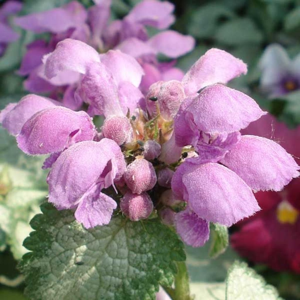 Lamier - Lamium maculatum Red Nancy