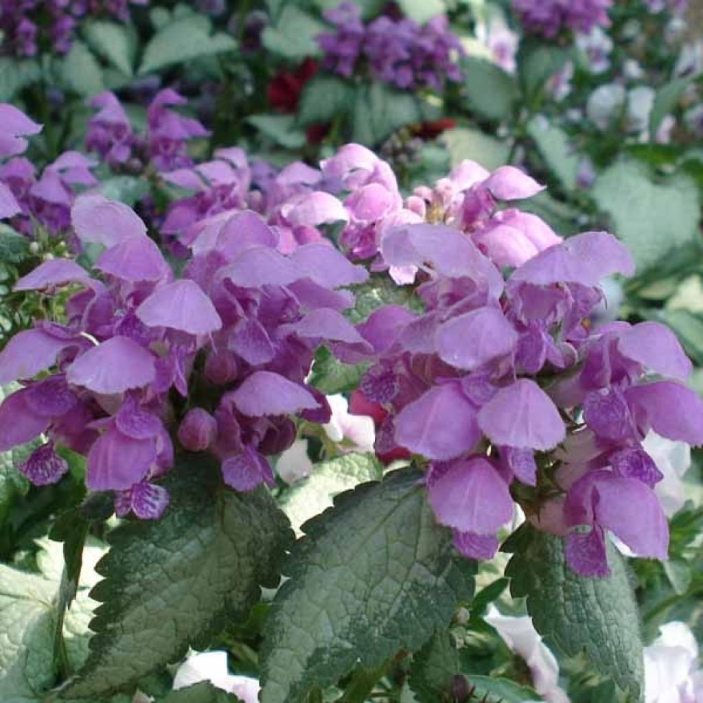 Lamier - Lamium maculatum Red Nancy