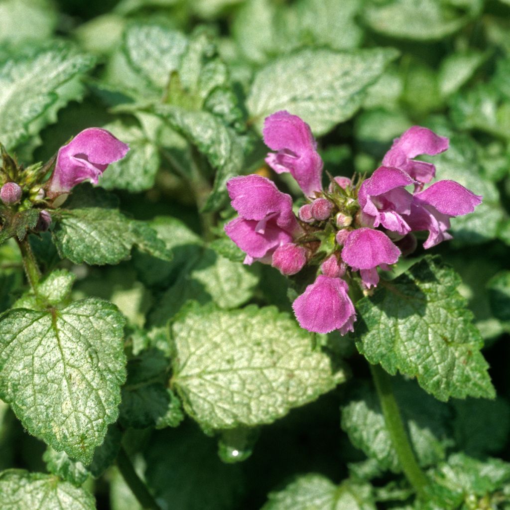 Lamium maculatum Beacon Silver