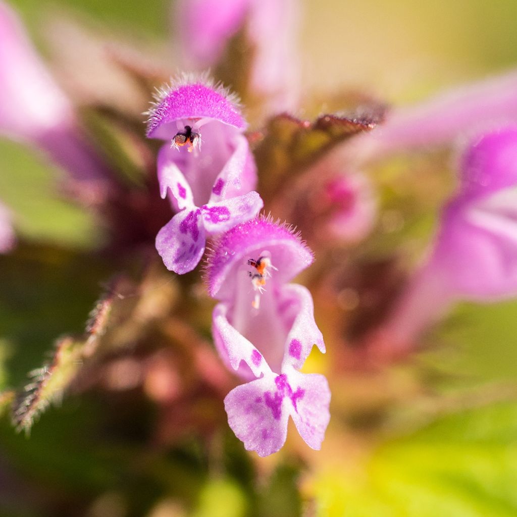 Lamium maculatum Beacon Silver