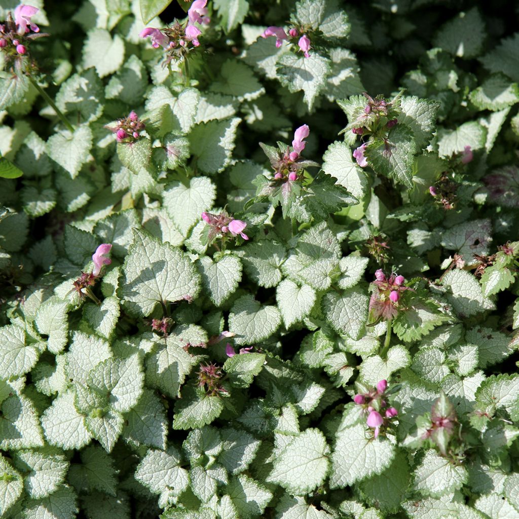 Lamium maculatum Beacon Silver