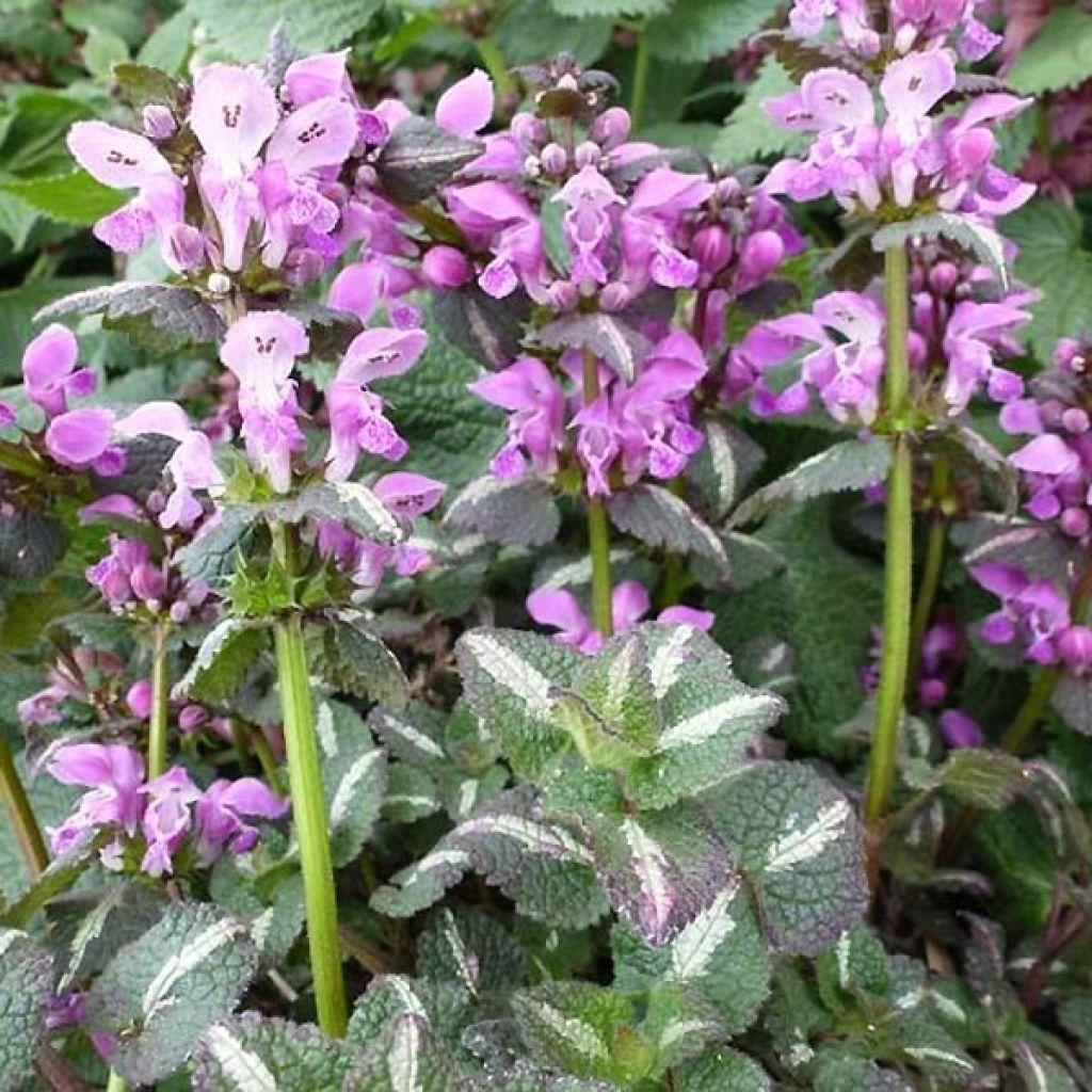 Lamium maculatum Chequers