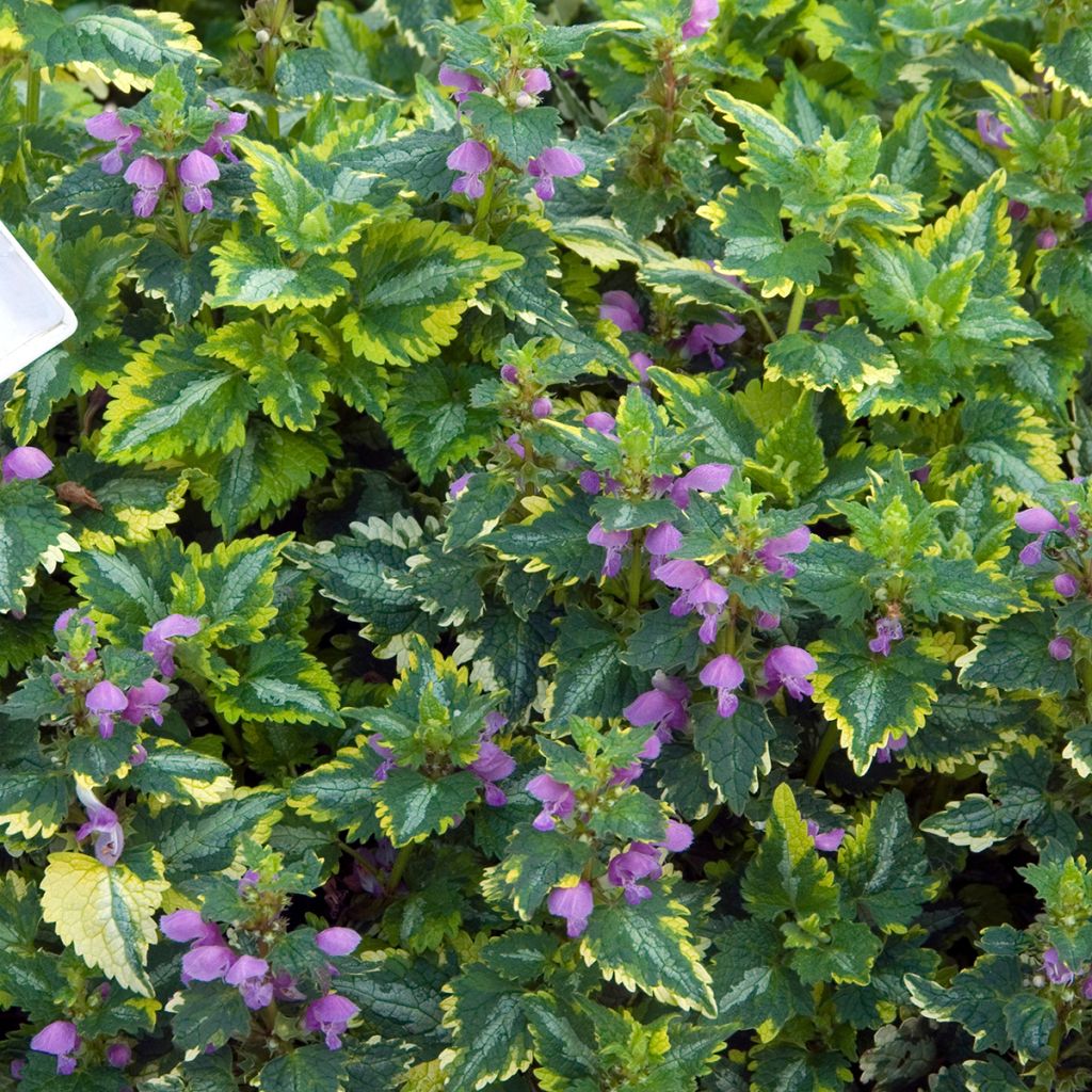 Lamium maculatum Golden Anniversary