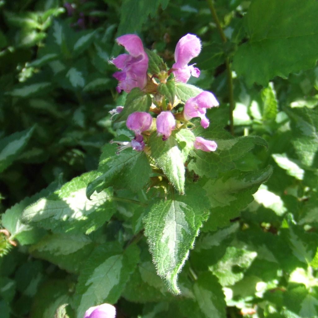 Lamium maculatum Pink Pewter