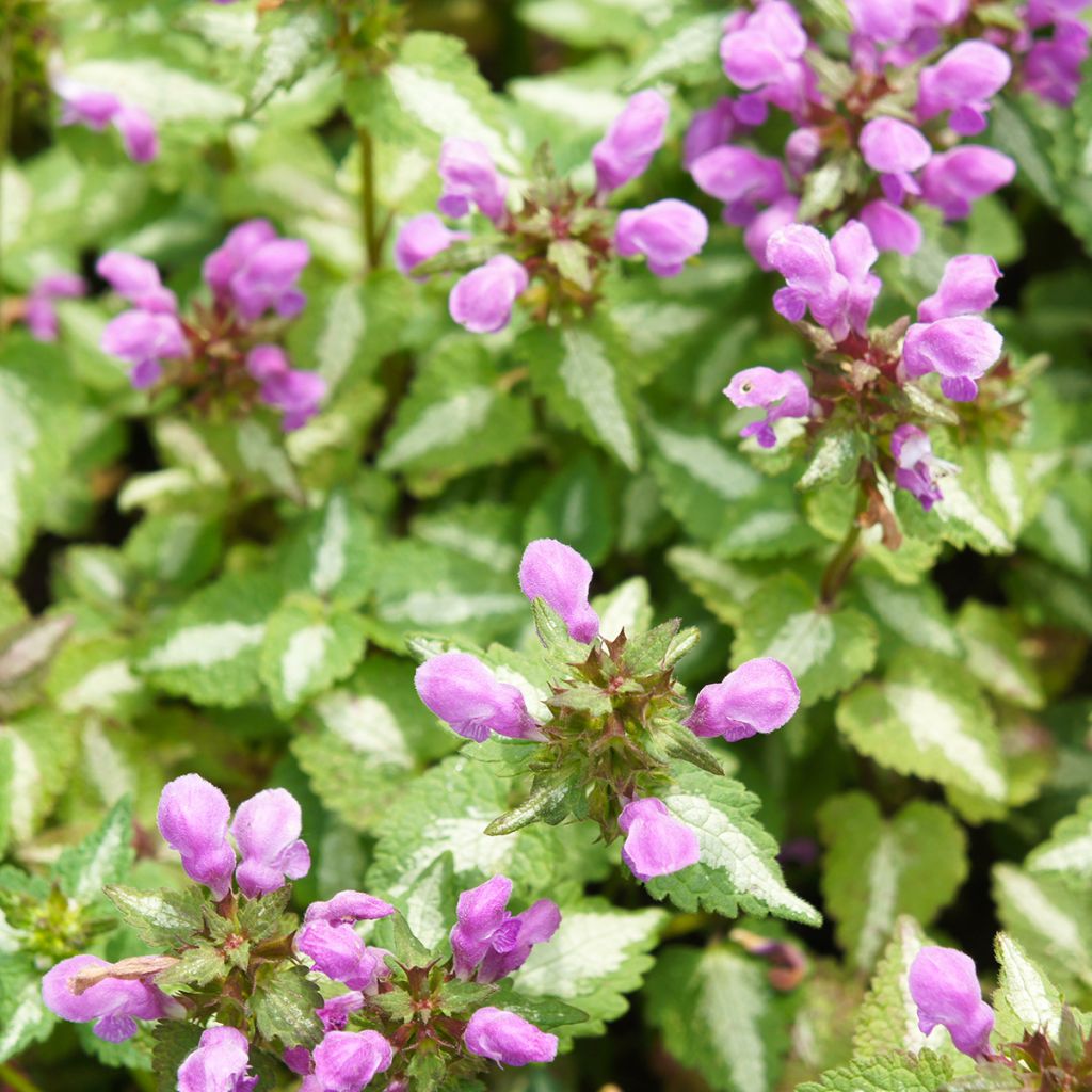 Lamium maculatum Pink Pewter