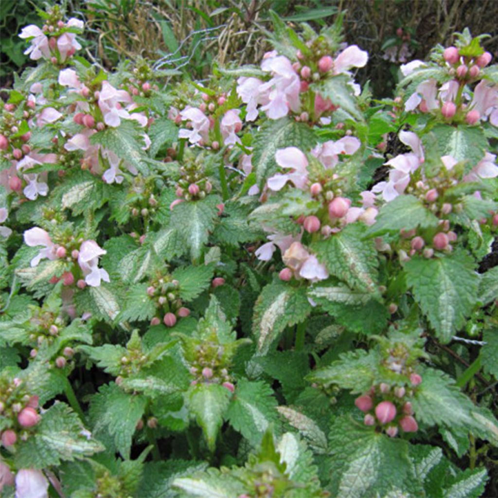 Lamium maculatum Purple Dragon - Lamier argenté et violet