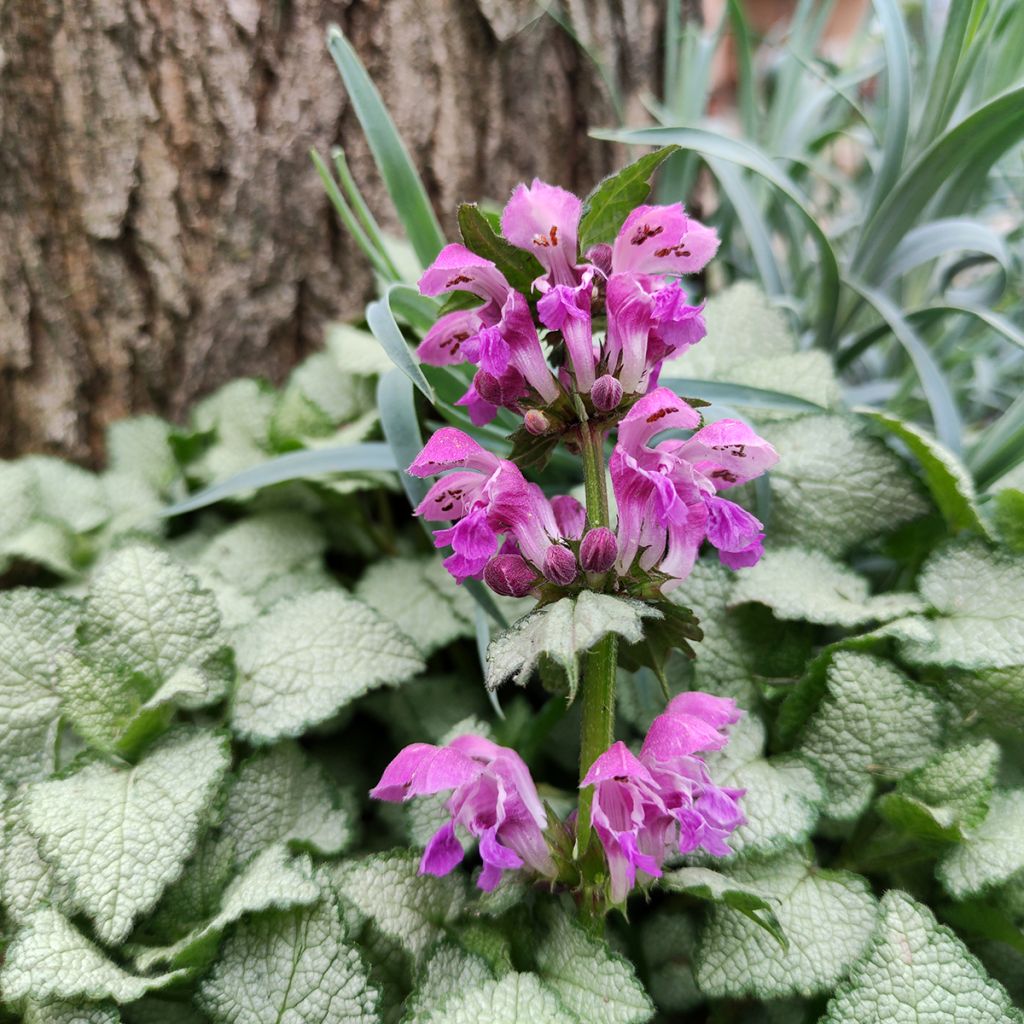 Lamium maculatum Purple Dragon