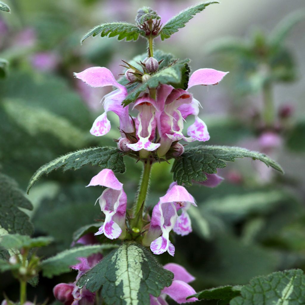 Lamium maculatum Roseum