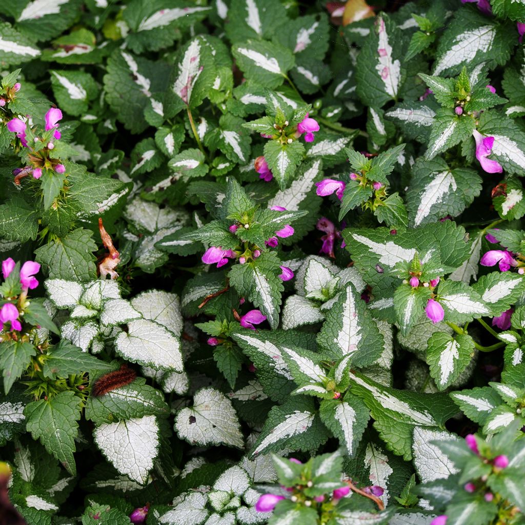 Lamium maculatum Roseum