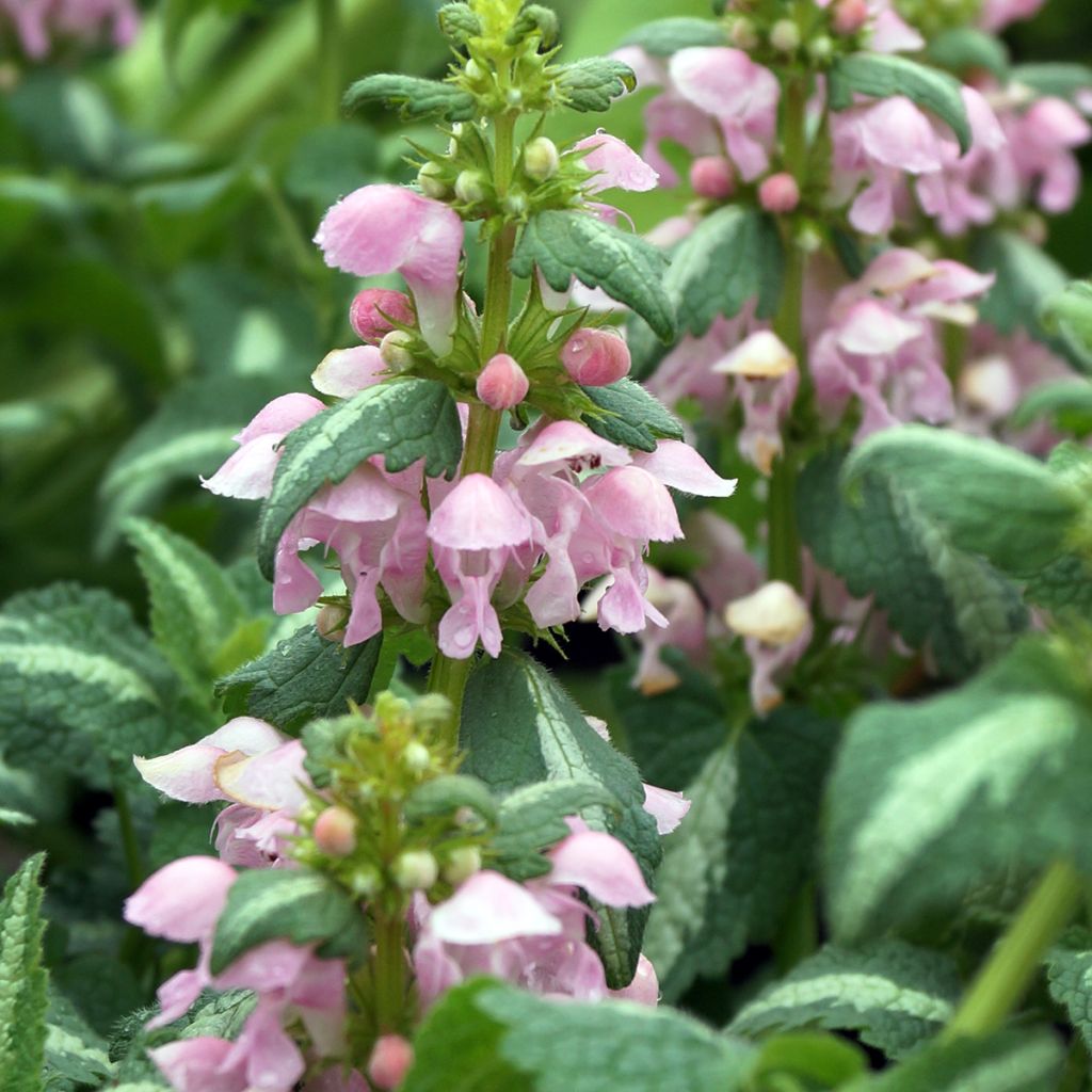 Lamium maculatum Shell Pink