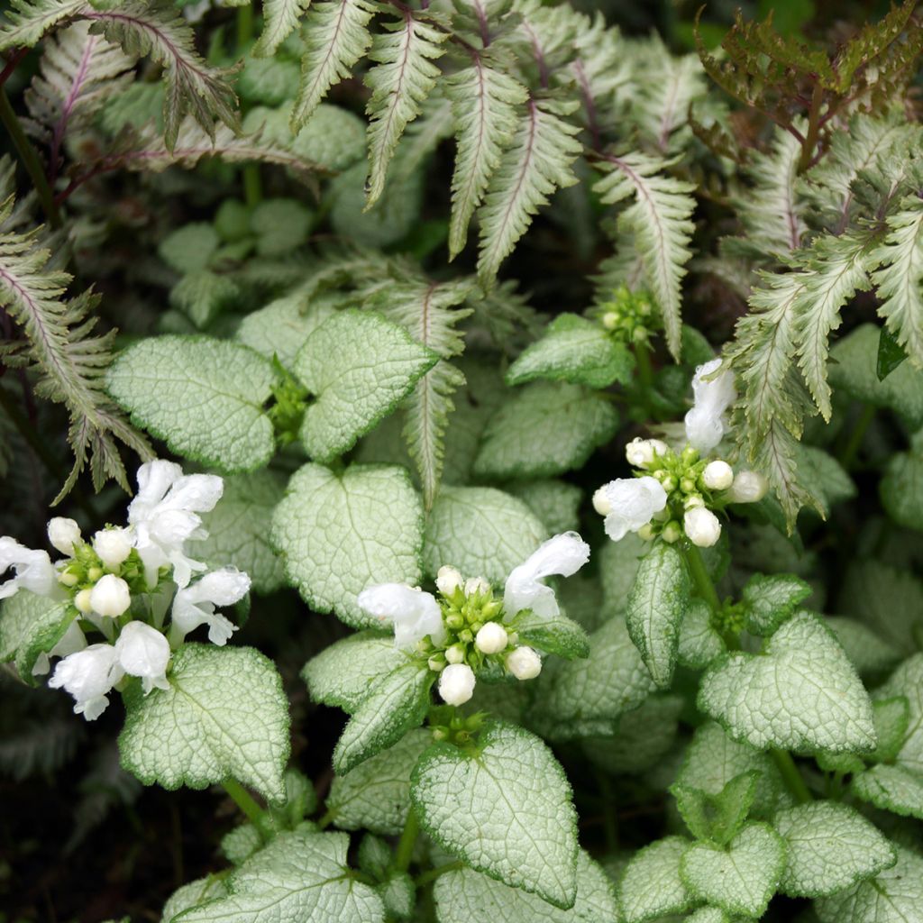 Lamium maculatum White Nancy