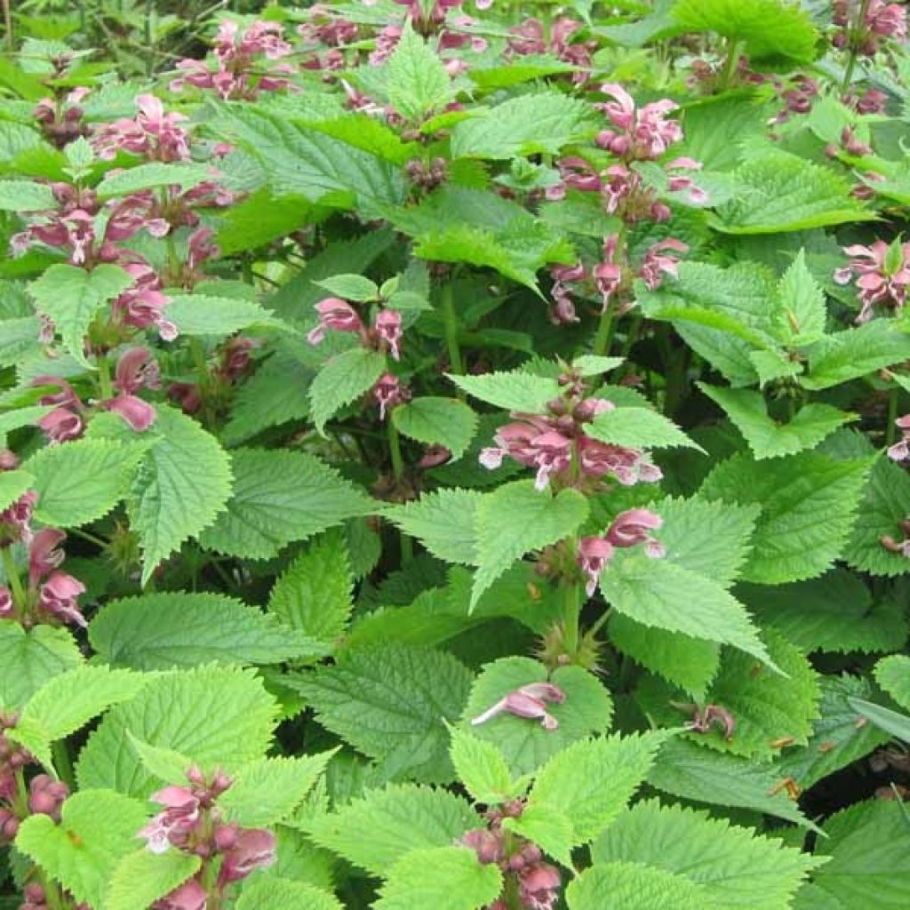 Lamier orvale - Lamium orvala