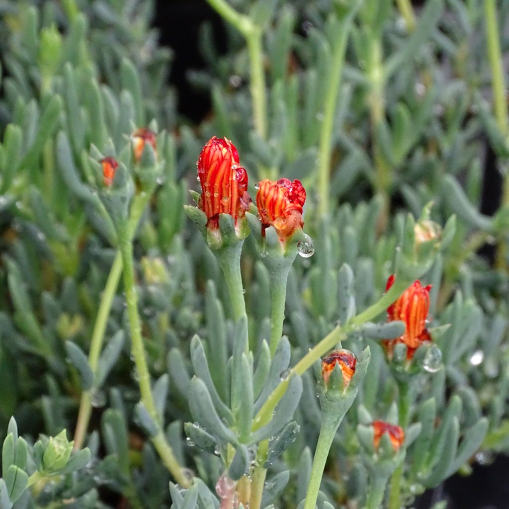 Lampranthus aurantiacus Fleurs roses - Ficoïde orange à fleurs roses