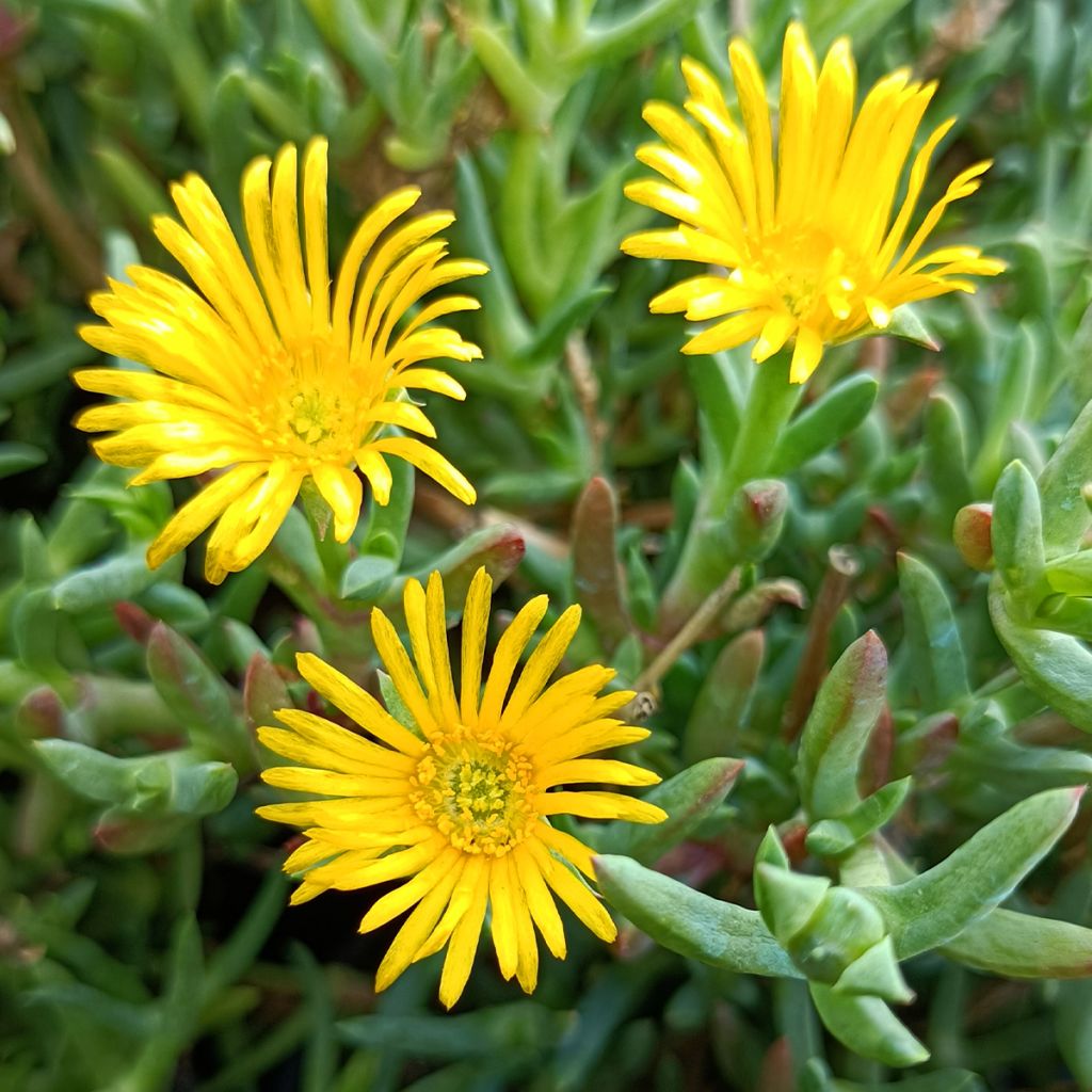 Lampranthus aurantiacus à fleurs jaunes - Ficoïde orange