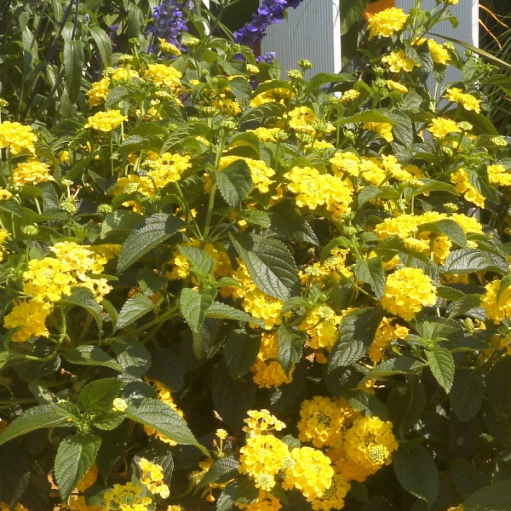 Lantana camara Simon Lemon