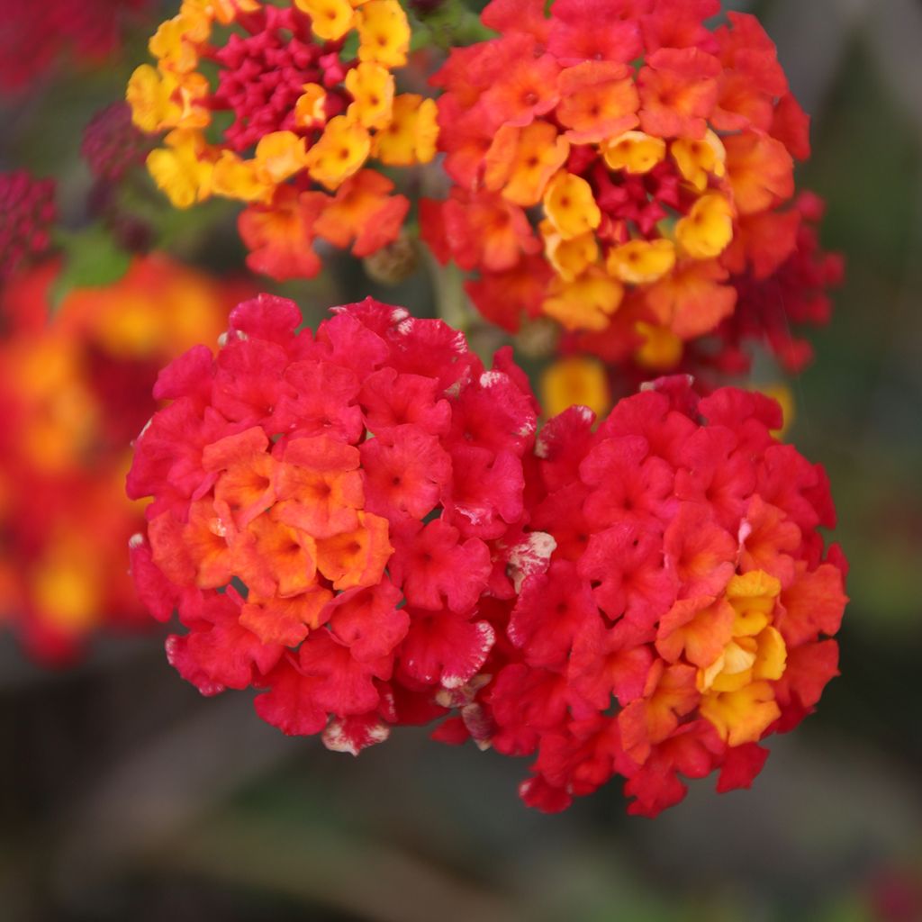 Lantana camara Shamrock Red