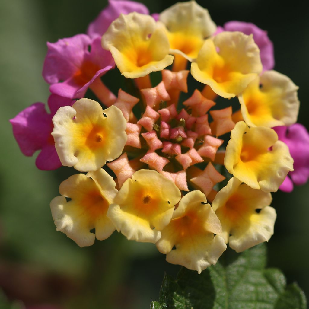 Lantana camara Shamrock Rose