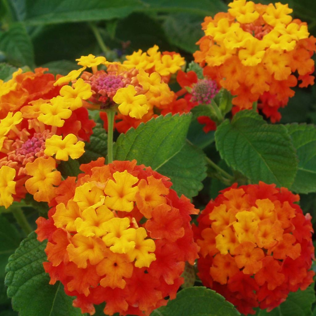 Lantana Camara Simon rouge