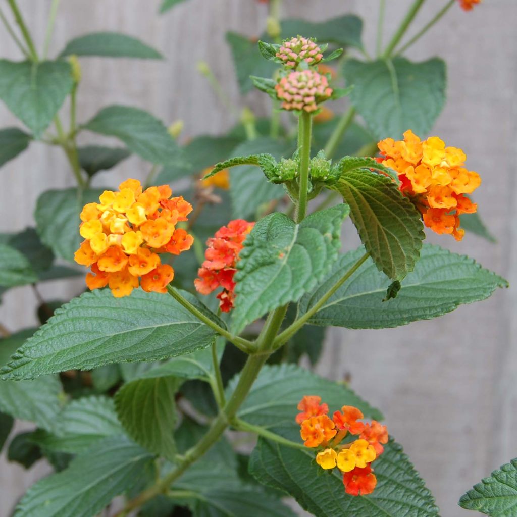 Lantana Camara Simon rouge