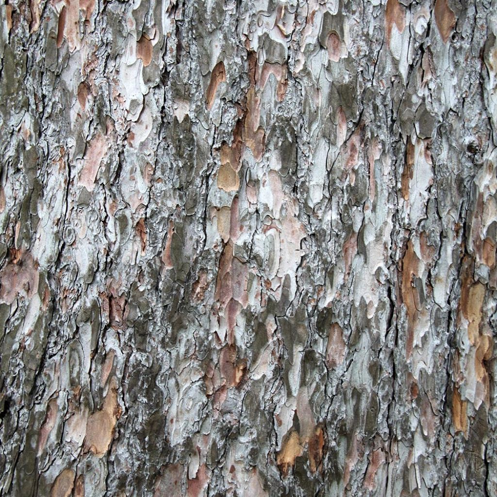 Larix decidua - Mélèze d'Europe