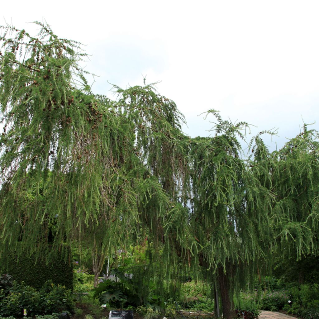 Larix decidua Pendula - European larch, Common larch