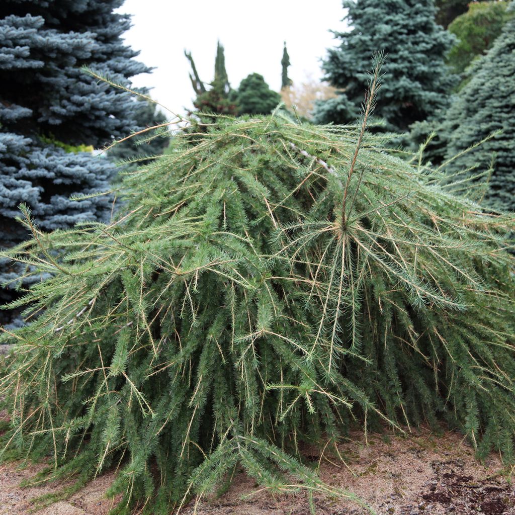 Larix decidua Varied Directions - Alerce europeo