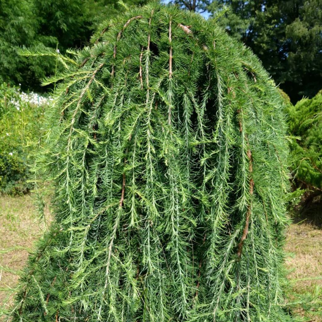 Larix kaempferi Boring Weeper - Mélèze du Japon pleureur 