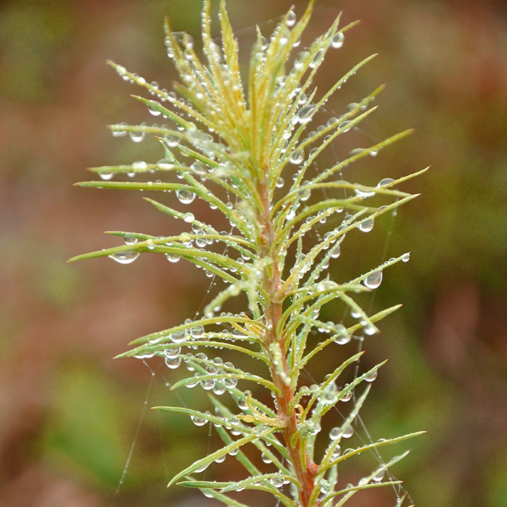 Larix kaempferi Magic Gold - Alerce del Japón