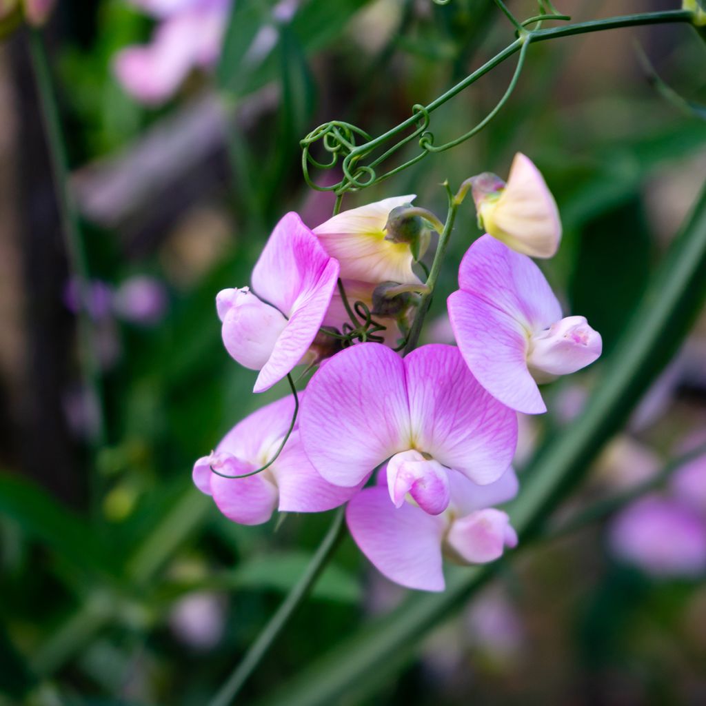 Lathyrus latifolius Pink Pearl - Albejana