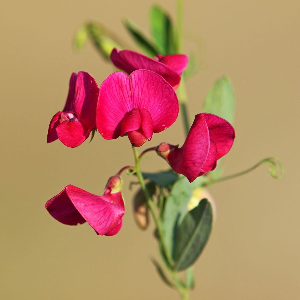 Lathyrus latifolius Red Pearl - Albejana