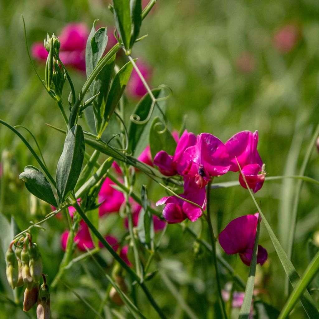 Lathyrus latifolius Red Pearl - Albejana