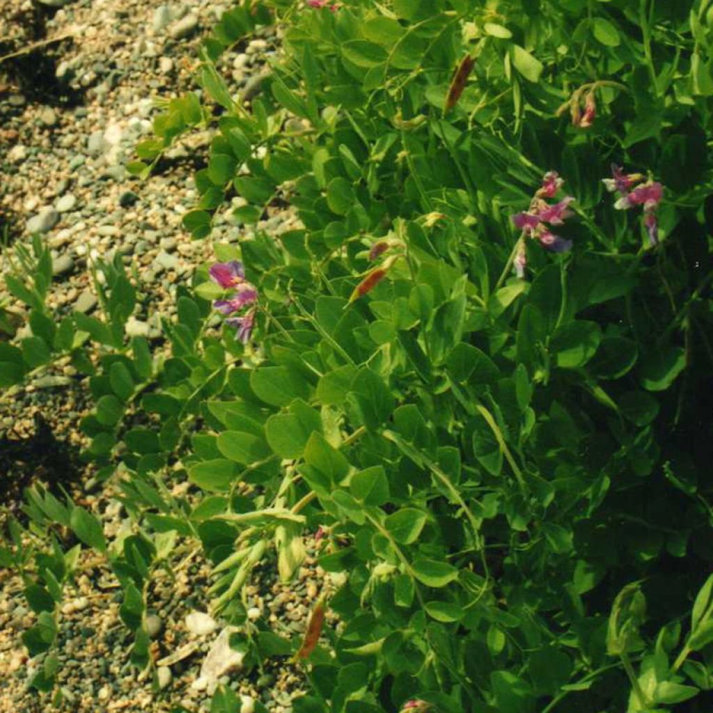 Lathyrus maritimus