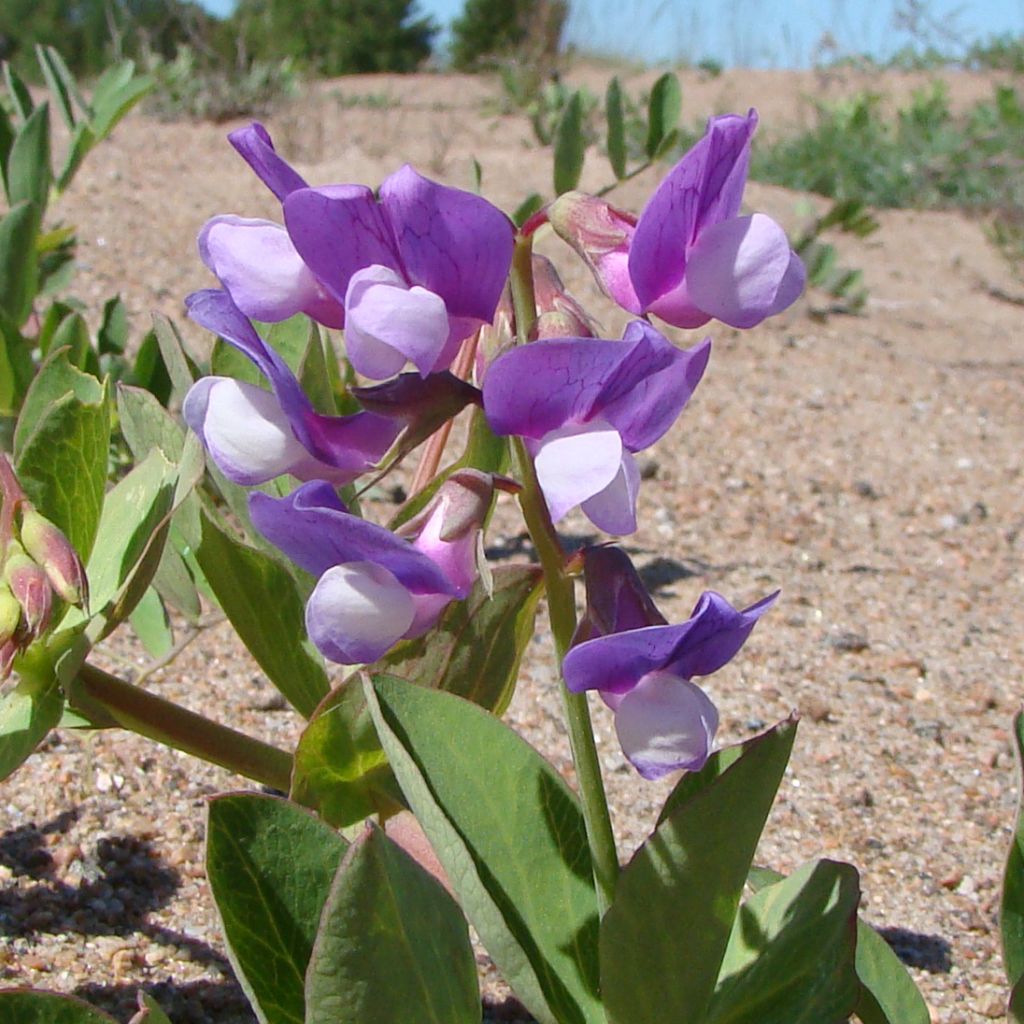 Lathyrus maritimus