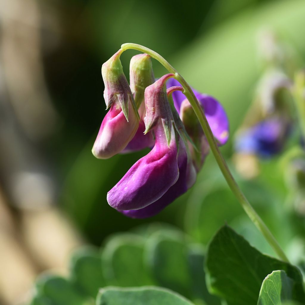 Lathyrus maritimus