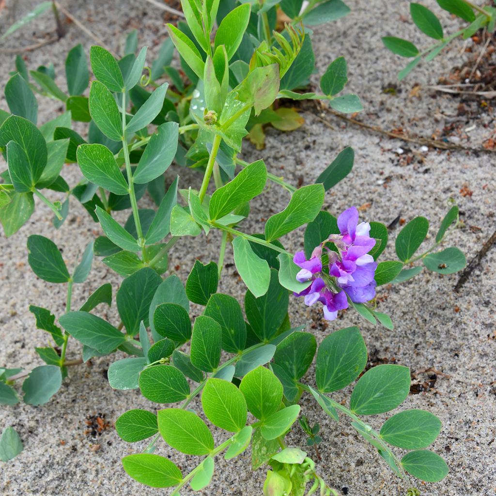 Lathyrus maritimus