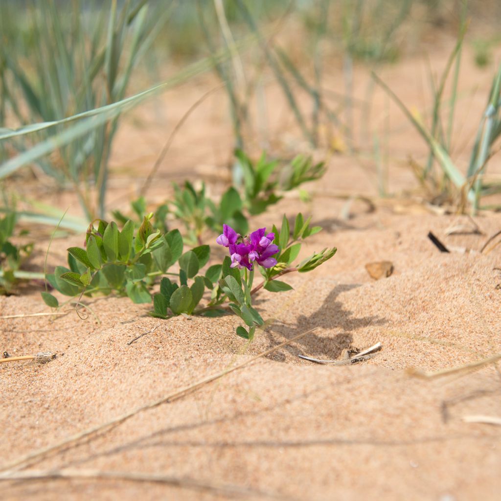 Lathyrus maritimus