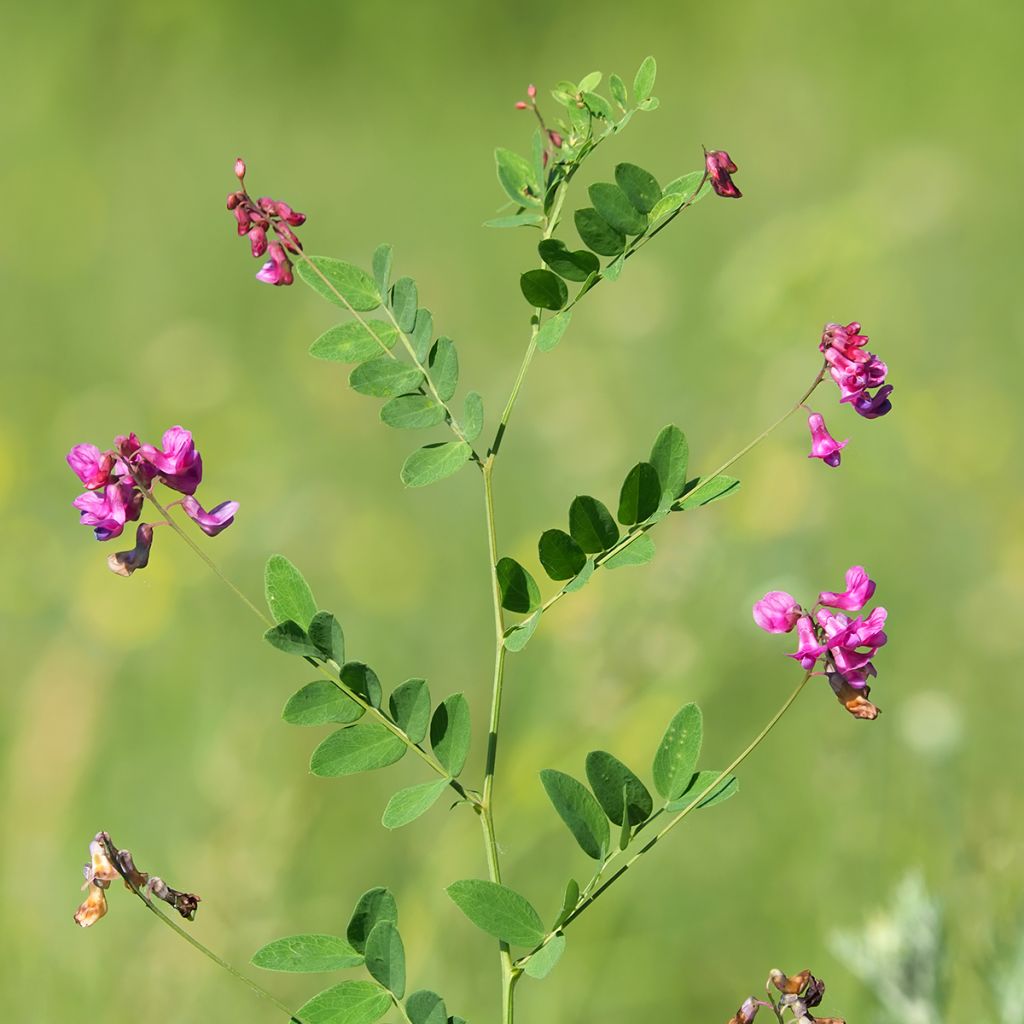 Lathyrus niger