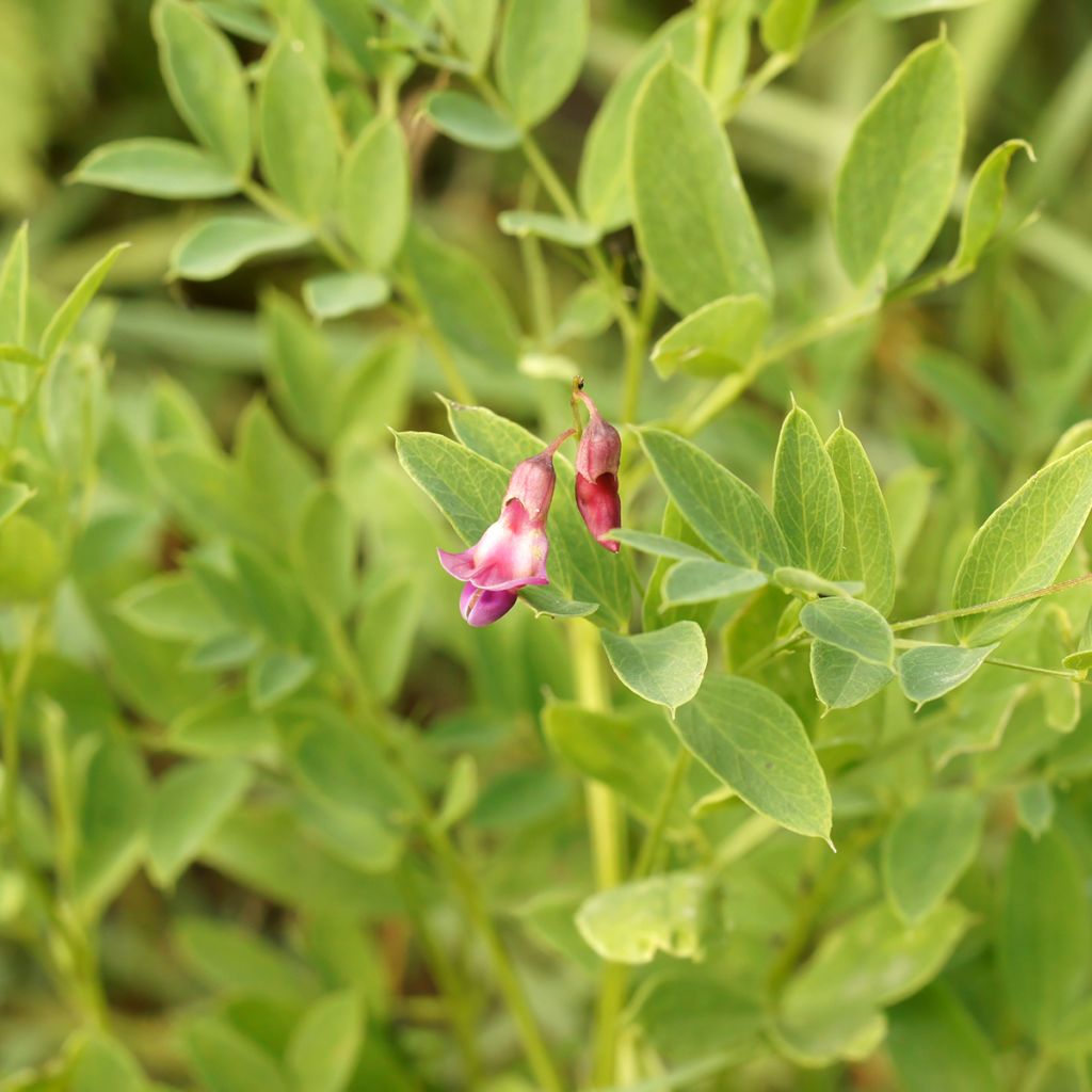 Lathyrus niger