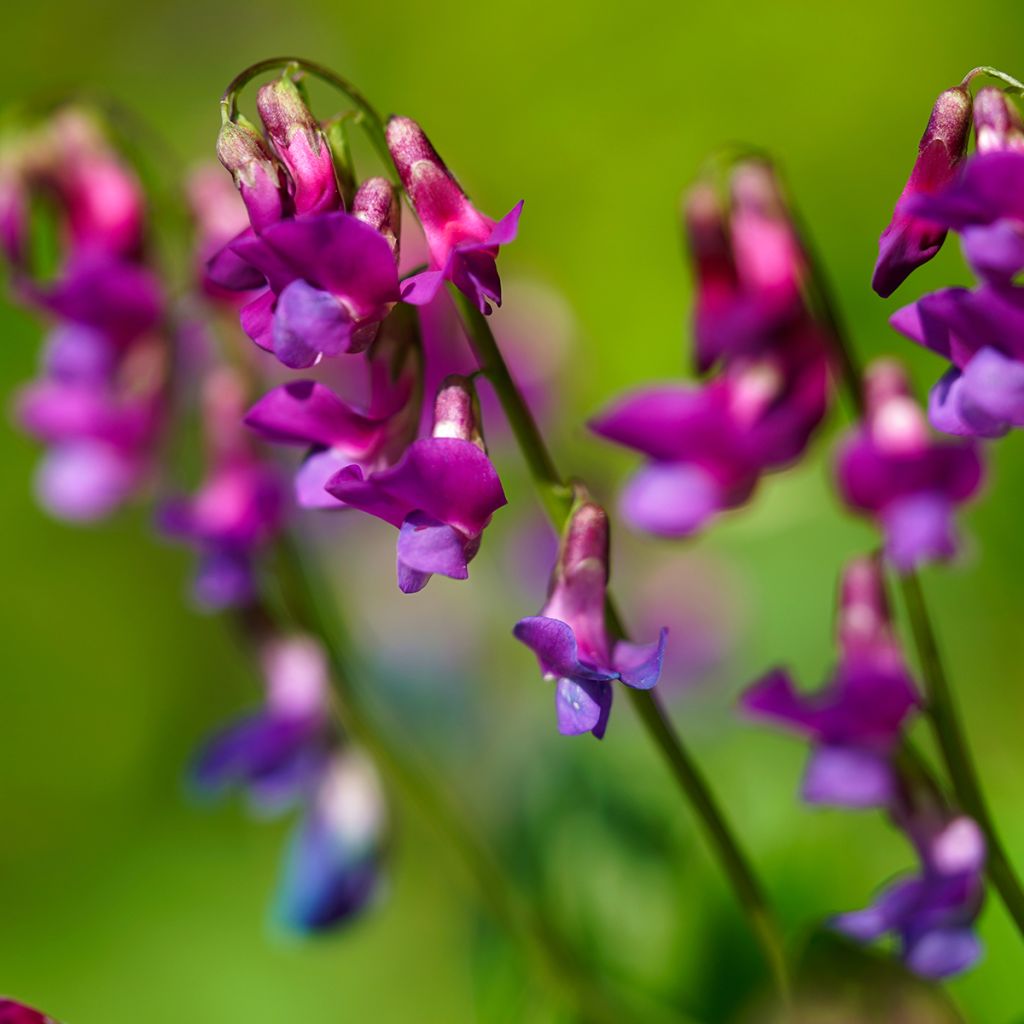 Lathyrus vernus - Arveja de primavera