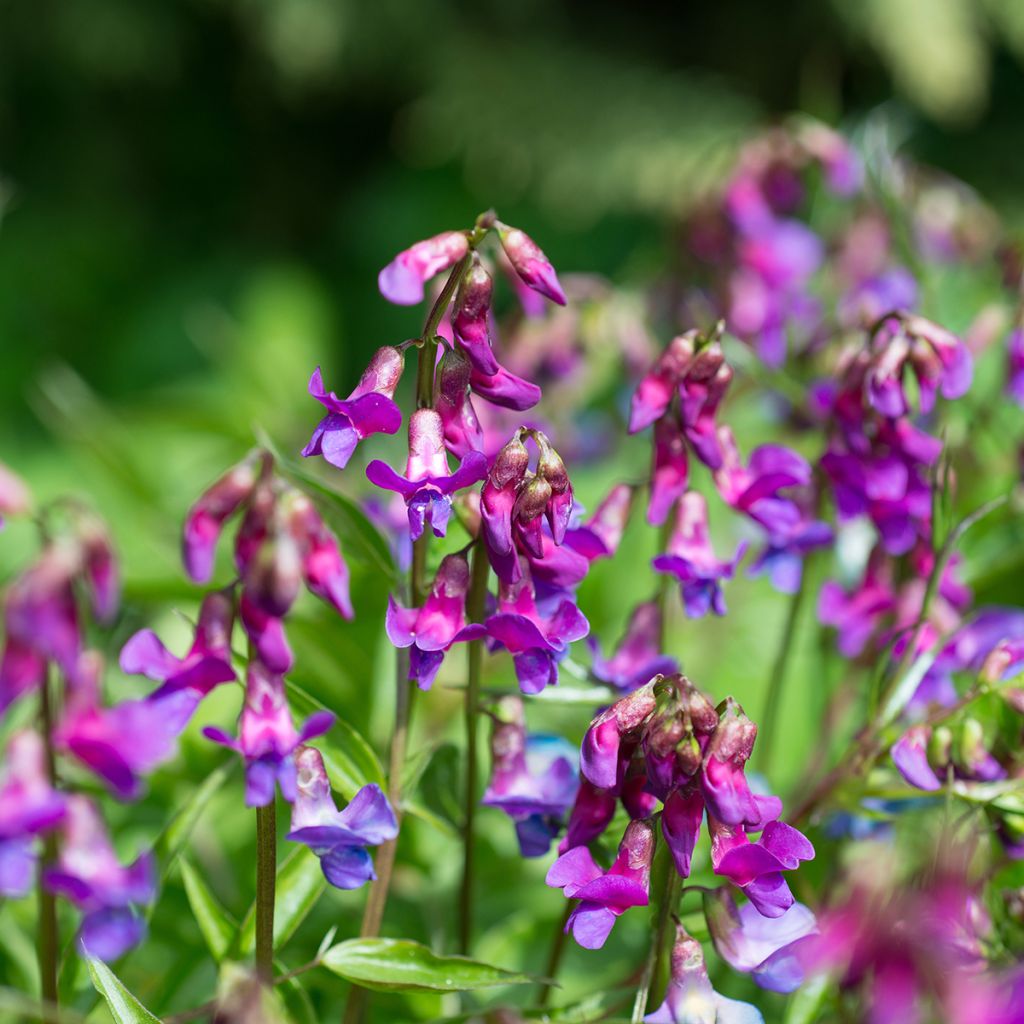 Lathyrus vernus - Arveja de primavera