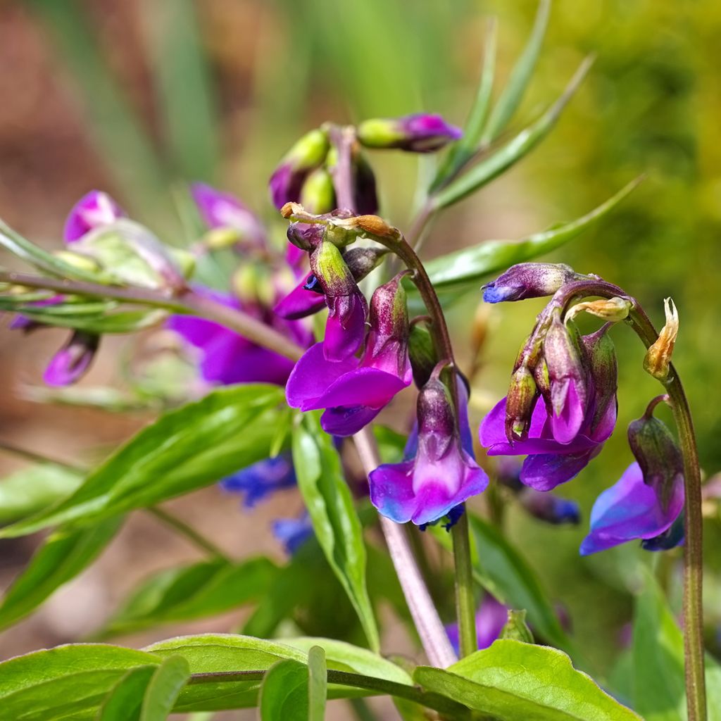 Lathyrus vernus - Arveja de primavera