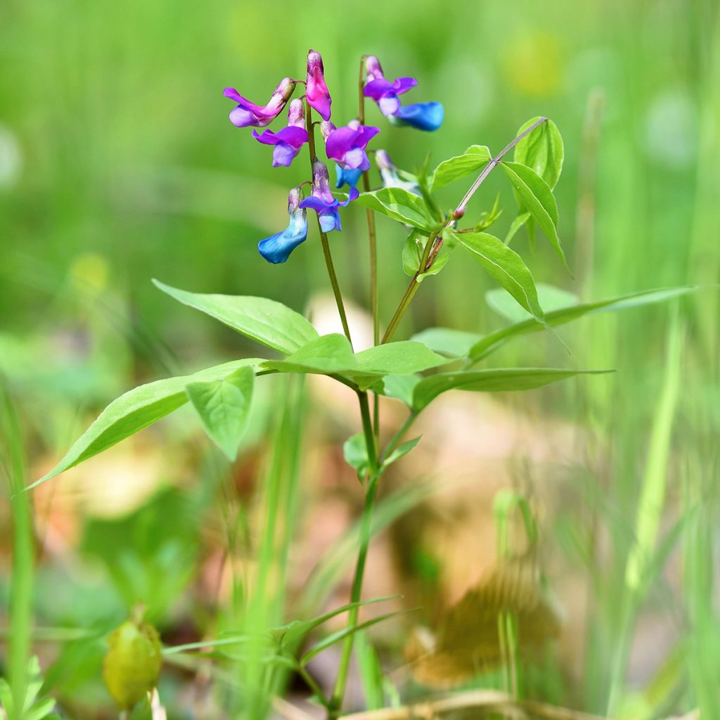 Lathyrus vernus - Arveja de primavera