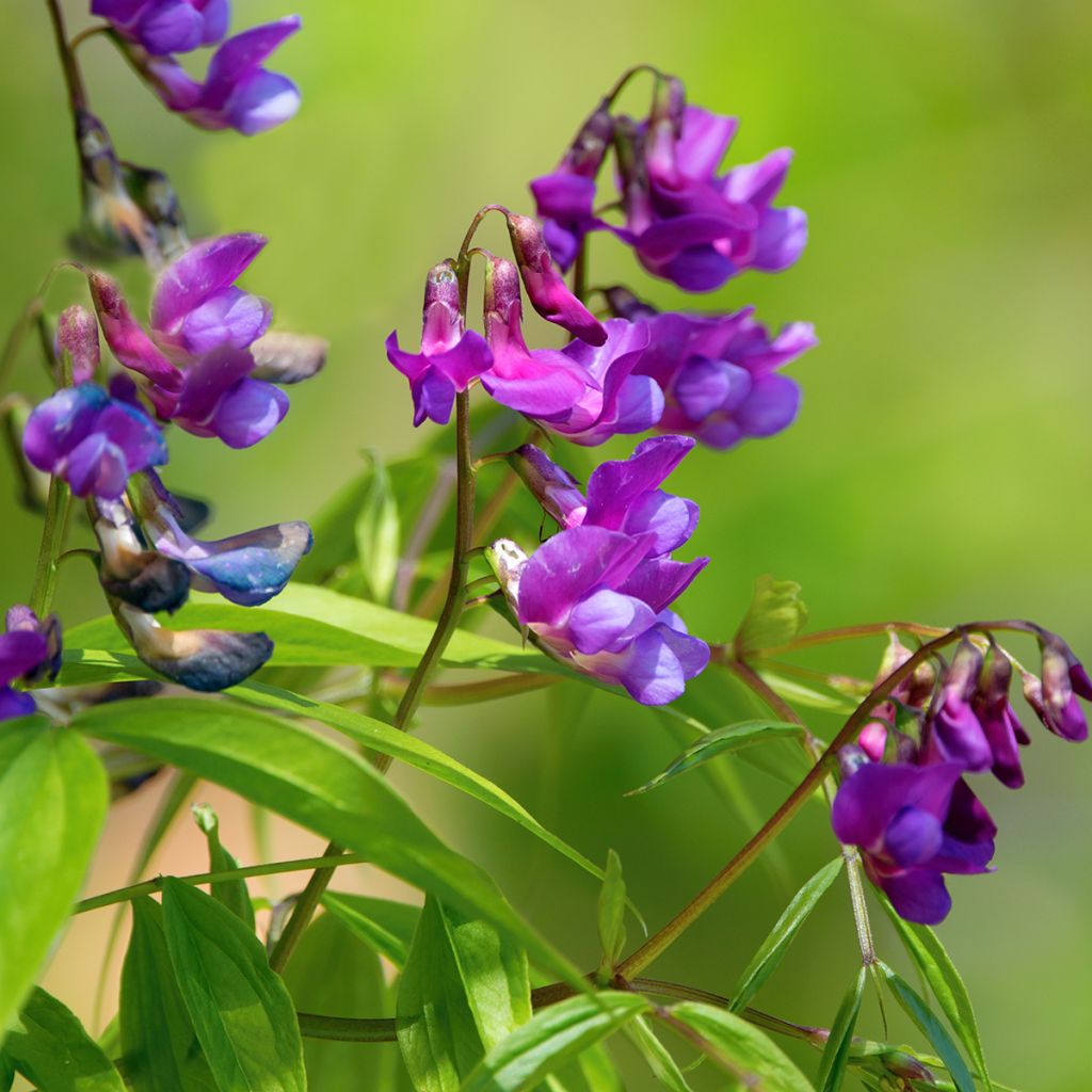 Lathyrus vernus - Arveja de primavera