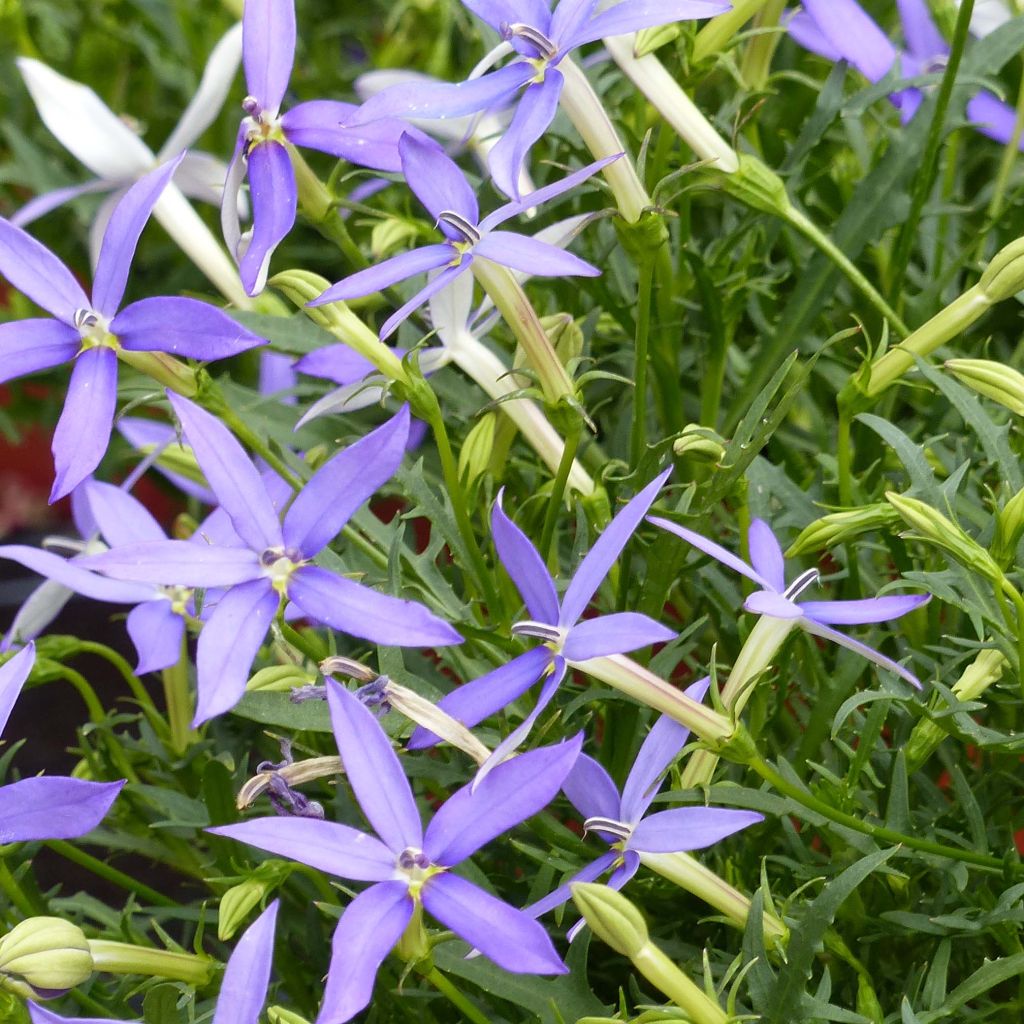 Laurentia ou Isotoma Beth's Blue minimottes