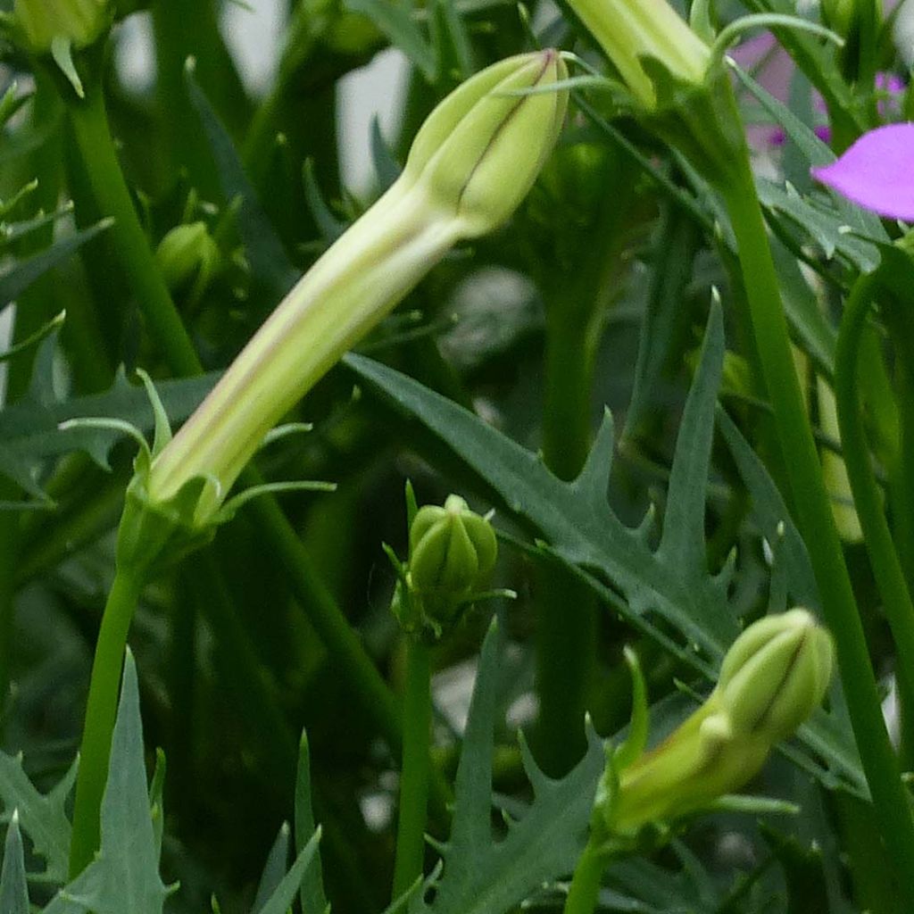 Isotoma axillaris Patti's Pink