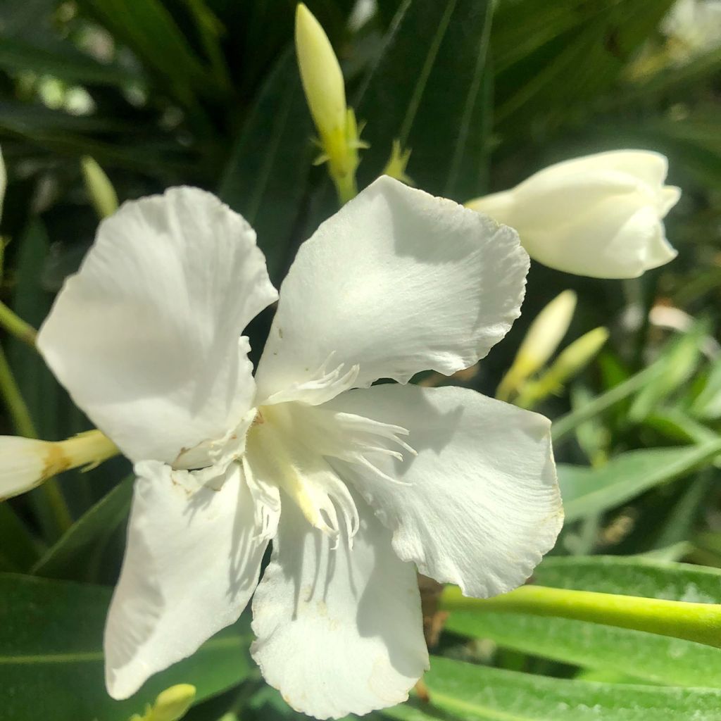 Laurier rose - Nerium oleander Blanc