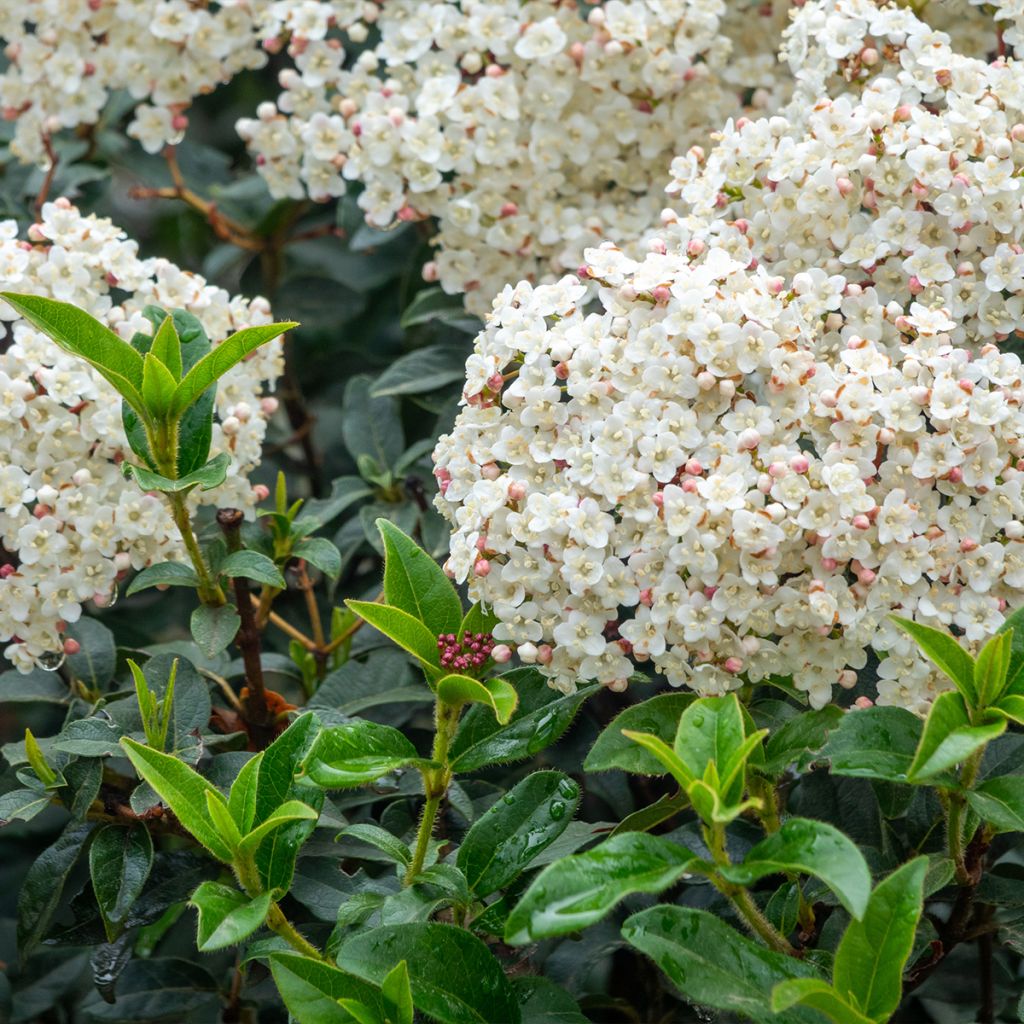 Viburnum tinus Giganteum - Durillo