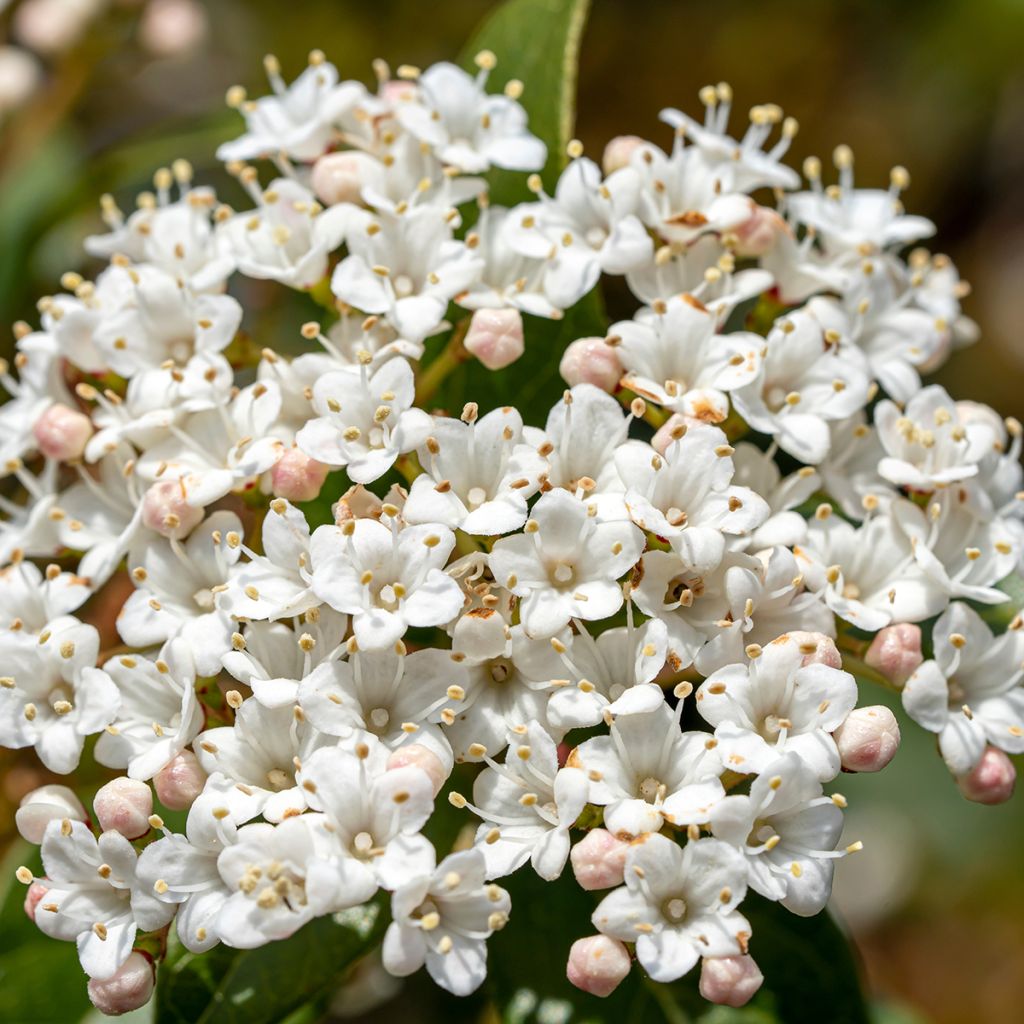 Viburnum tinus Giganteum - Durillo