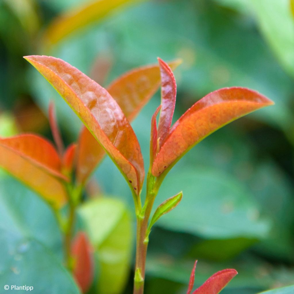 Laurier cerise - Prunus laurocerasus Copperbell