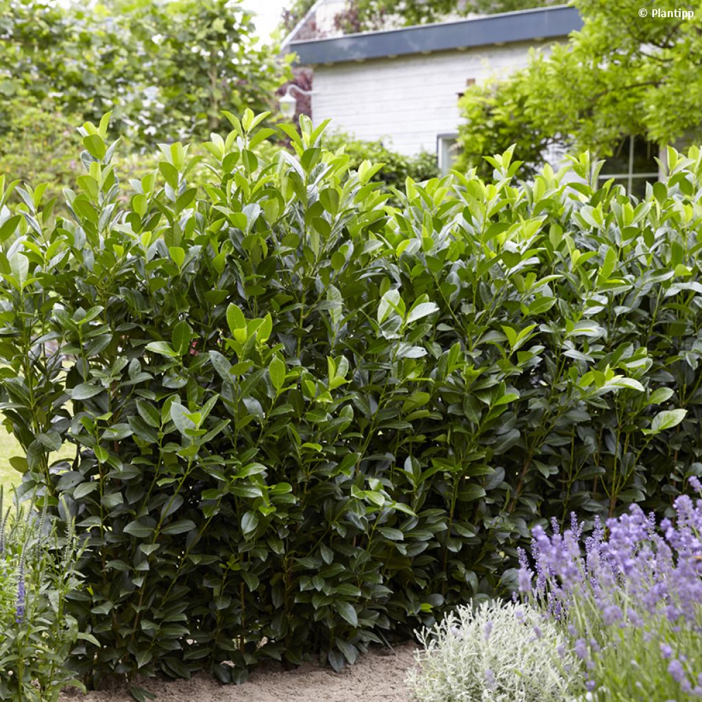 Laurier cerise - Prunus laurocerasus Obelisk